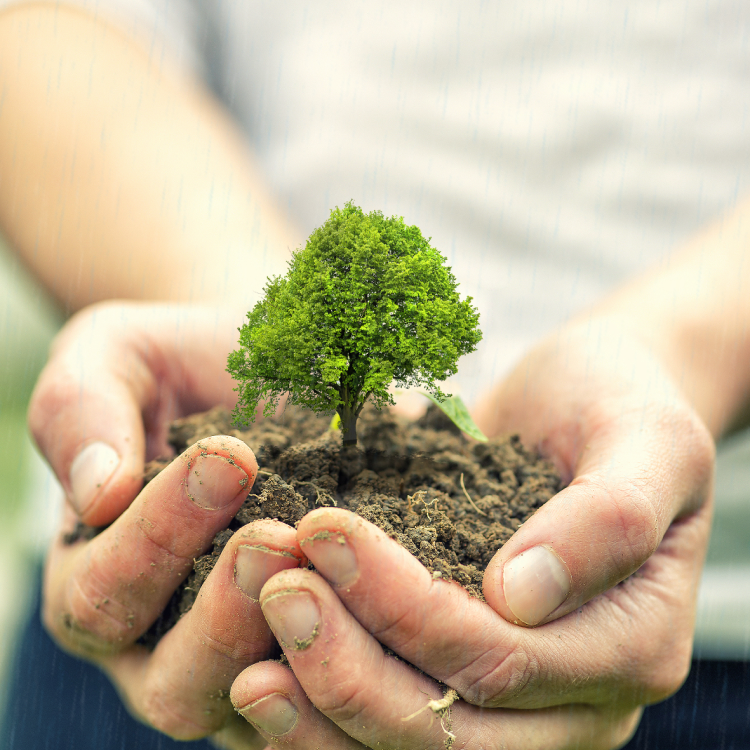 tree in hand